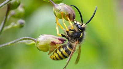 Sus familiares hallaron su cadáver el pasado jueves