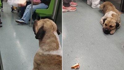 El transporte tuvo que avanzar a pesar de que el animal seguía en el vagón