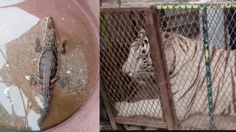 Profepa rescata a tigre de bengala y cocodrilo que estaban dentro de un autolavado en Chihuahua