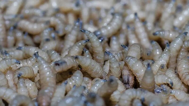 Confirman en Yucatán otro caso de miasis por gusano barrenador en humanos