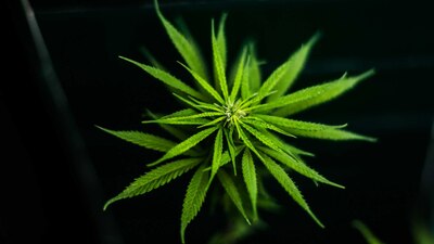 La bancada de Morena propone legalizar la marihuana para combatir su comercio ilegal y frenar la violencia en México