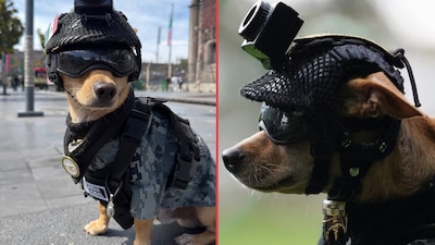 Conoce a ‘Comando’, el integrante “más perrón” de la Guardia Nacional