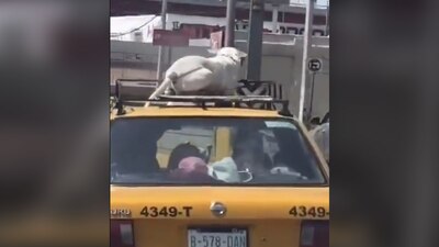 El perrito estaba sujetado a la parte superior de la unidad