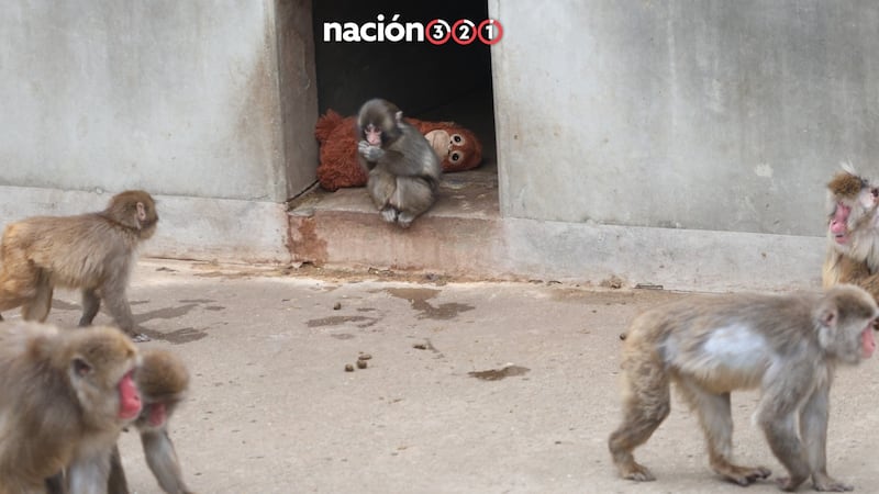 Ante críticas de animalistas, Zoológico Ichikawa asegura que Punch no corre peligro