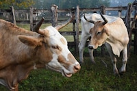 Sheinbaum anuncia inversión de 700 mdp para apoyar producción de carne de alta calidad