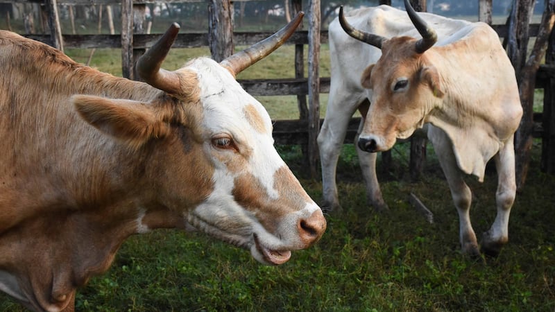 Sheinbaum anuncia inversión de 700 mdp para apoyar producción de carne de alta calidad