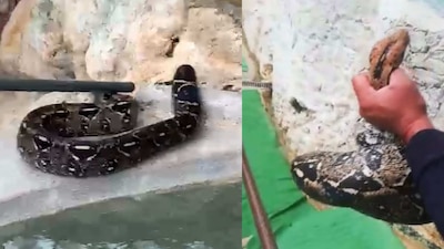 No es venenosa pero causa temor por su gran tamaño