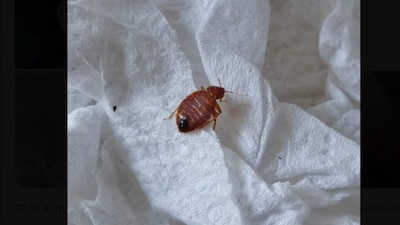 Las autoridades de la Facultad, señalaron que en septiembre hubo 4 fumigaciones