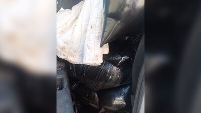 Los cuerpos de los perritos estaban en bolsas y acomodados al interior de una camioneta