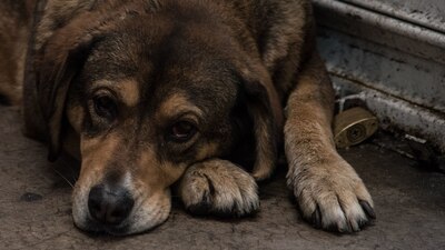En Edomex, en caso de usar métodos que prolonguen la agonía del animal, las penas aumentarán hasta 10 años de prisión.