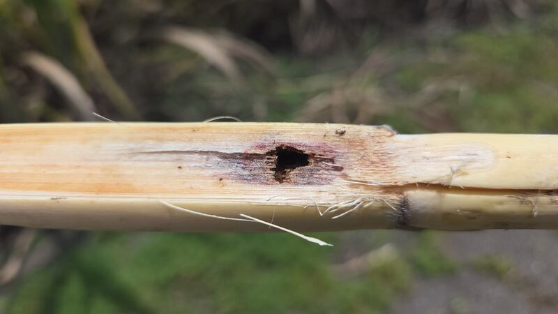 Nuevo gusano barrenador afecta a productores de caña de azúcar en Veracruz