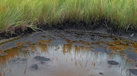 Se derraman más de 30 mil barriles de crudo en río de Tuxpan y Pemex lo atiende días después