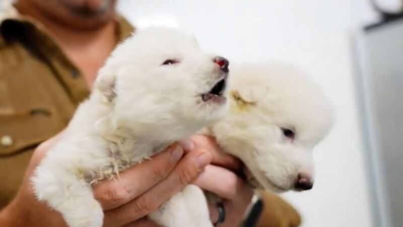 Científicos ‘reviven’ al lobo terrible, extinto hace 10 mil años