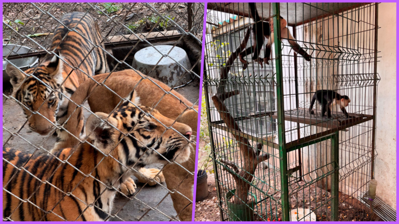 Profepa rescata a 75 animales en condiciones de maltrato de reserva ecológica de Veracruz