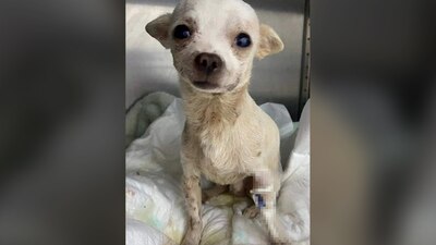 En redes sociales se viralizó el caso del perro que impidió un robo