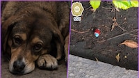 ¿Sigue el envenenamiento de perros? Ahora hallan salami con pastillas en La Condesa