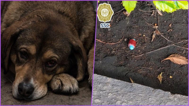 ¿Sigue el envenenamiento de perros? Ahora hallan salami con pastillas en La Condesa