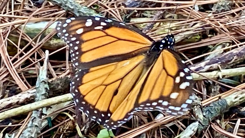 ¡Ya están aquí! Se avistan primeras mariposas monarcas en México