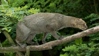 Una cría de este animal fue rescatada en la Sierra de Puebla para evitar que la devoraran