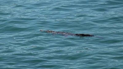 El reptil fue capturado y trasladado hacia un centro de reserva
