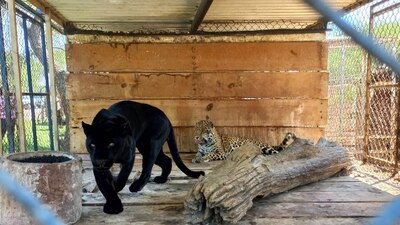 La FGR se llevó a los animales, entre el lote había 10 tigres, cinco leones y seis jaguares