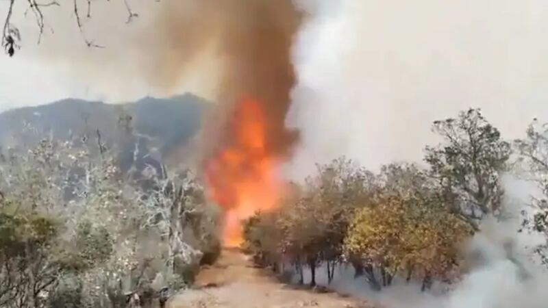 Se cumplen 30 horas del incendio forestal en Oaxaca; ciudadanos exigen apoyo para sofocarlo