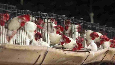 Es el segundo caso humano asociado con este grupo específico de virus H5.