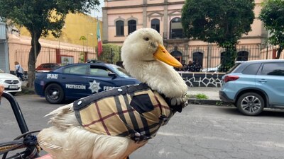 Recorre las calles vendiendo agua embotellada con su dueña
