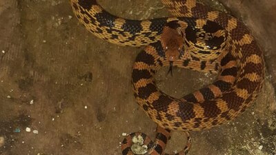 El animal se encontraba vivo y enroscado en una esquina de la vivienda