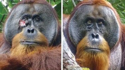 Miles de personas se han visto sorprendidas por las habilidades curativas