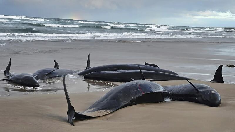 Más de 150 orcas negras quedan varadas en Australia; harán autopsia para determinar incidente