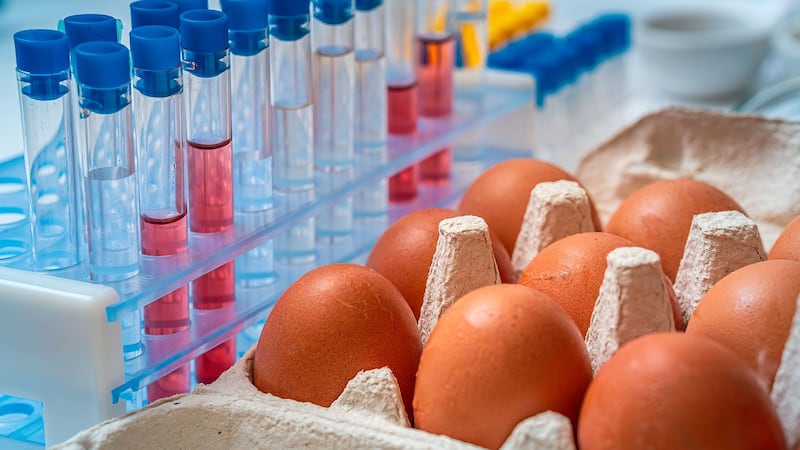 Retiran del mercado huevos por contaminación con salmonela de la marca Black Sheep Egg Company
