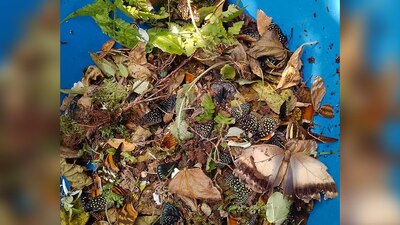 Los actos vandálicos contra las especies se registraron el pasado 30 de noviembre