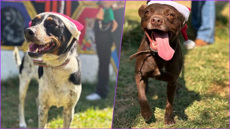 ¿Premio o  castigo? Multas cívicas ahora incluyen cuidar perritos