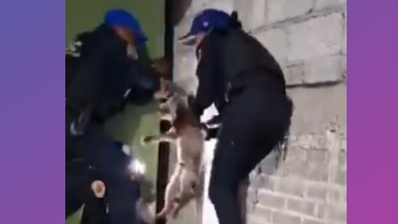 VIDEO: ¡Héroes de la CDMX! Policías rescatan a ‘lomito’ atrapado entre dos bardas en Iztapalapa