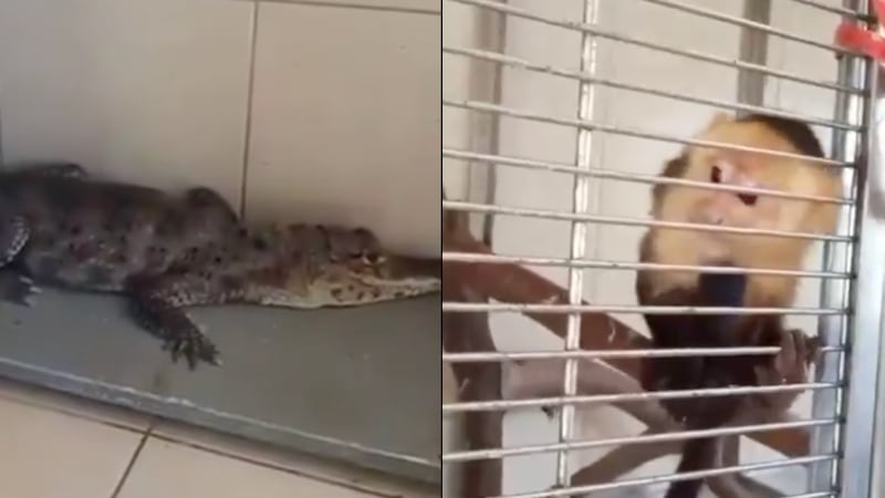 Aseguran a un mono capuchino, un caimán y una serpiente en pleno Zócalo de la CDMX