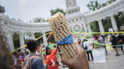 México desató la disputa cuando anunció planes para prohibir las importaciones de maíz transgénico para consumo humano