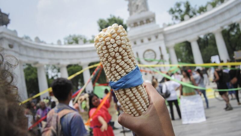 México hará un último esfuerzo para resolver disputa de maíz en EU