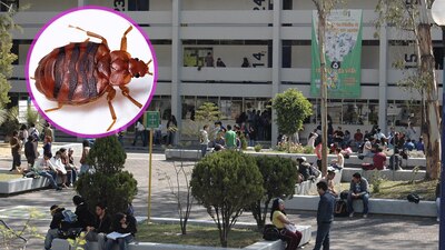 También será revisada por reportes de chinches